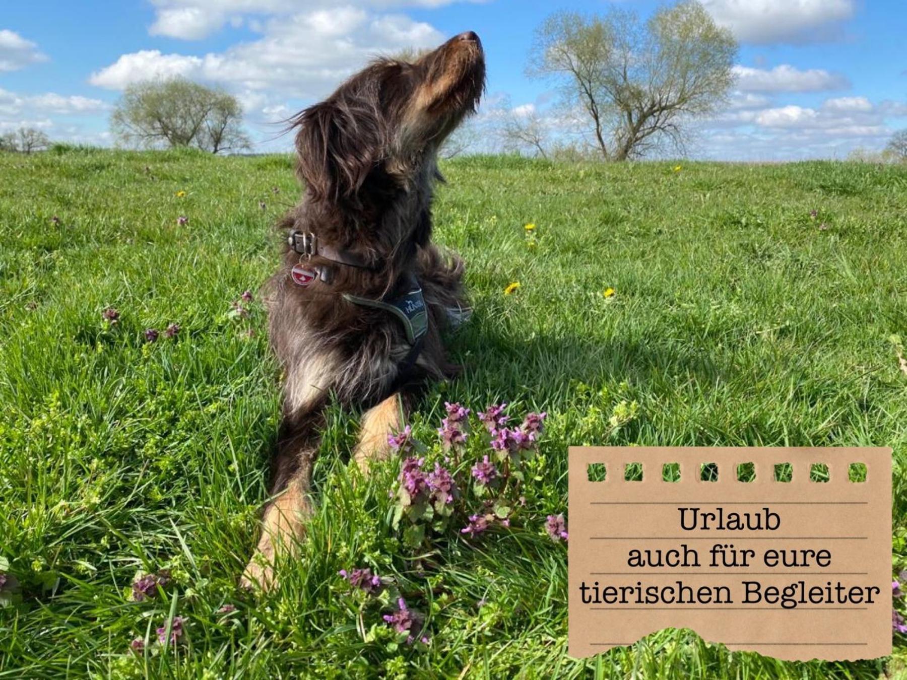 Alte Schule Wittenberg, 3 Ferienwohnungen Fuer Bis Zu 12 Personen, An Der Elbe, Mit Garten ภายนอก รูปภาพ