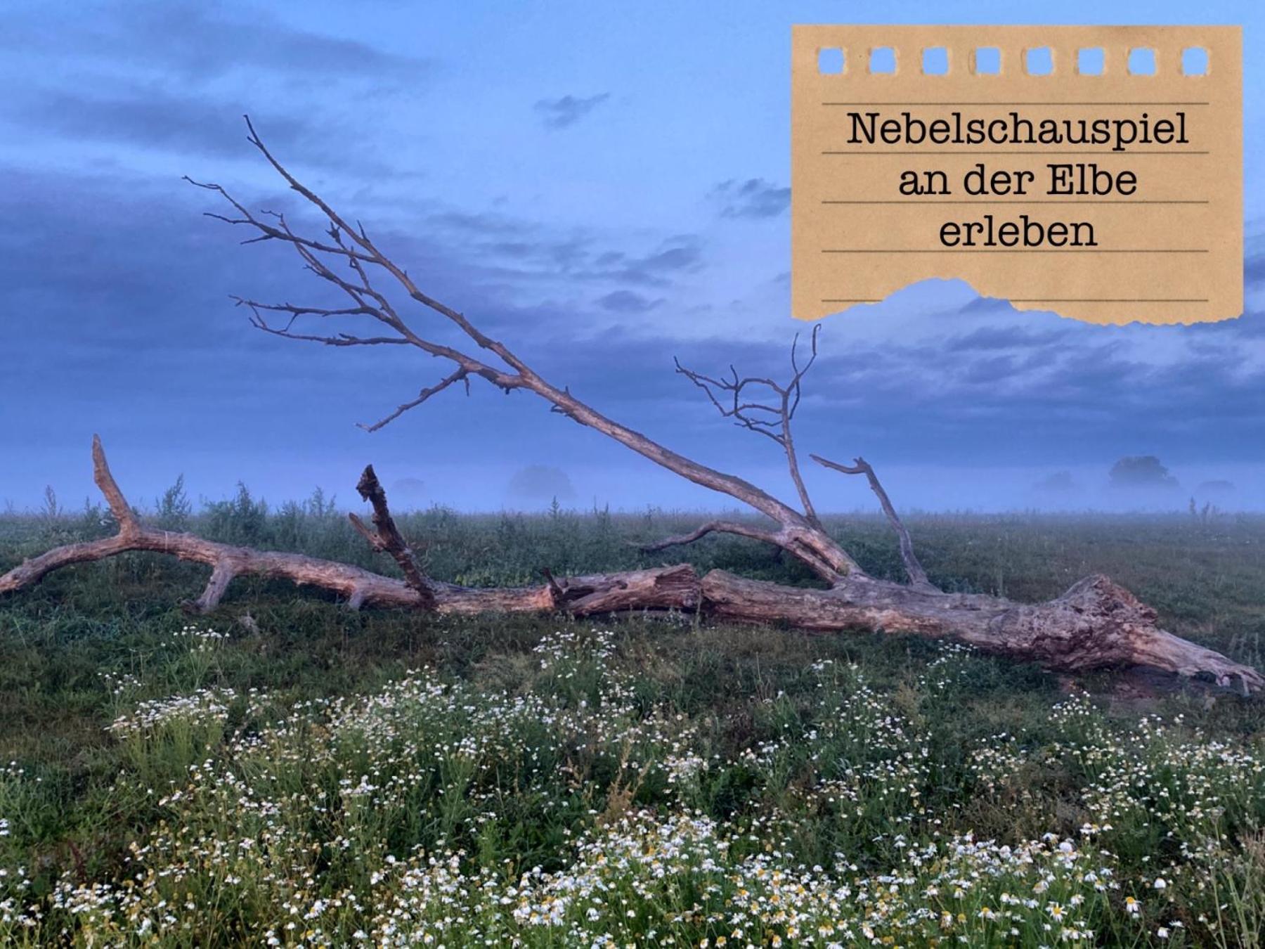 Alte Schule Wittenberg, 3 Ferienwohnungen Fuer Bis Zu 12 Personen, An Der Elbe, Mit Garten ภายนอก รูปภาพ